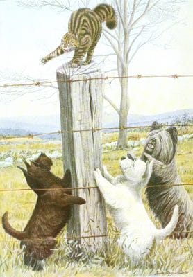 Scottish Terrier West highland White Terrier and Skye Terrier dogs Vintage Illustrations