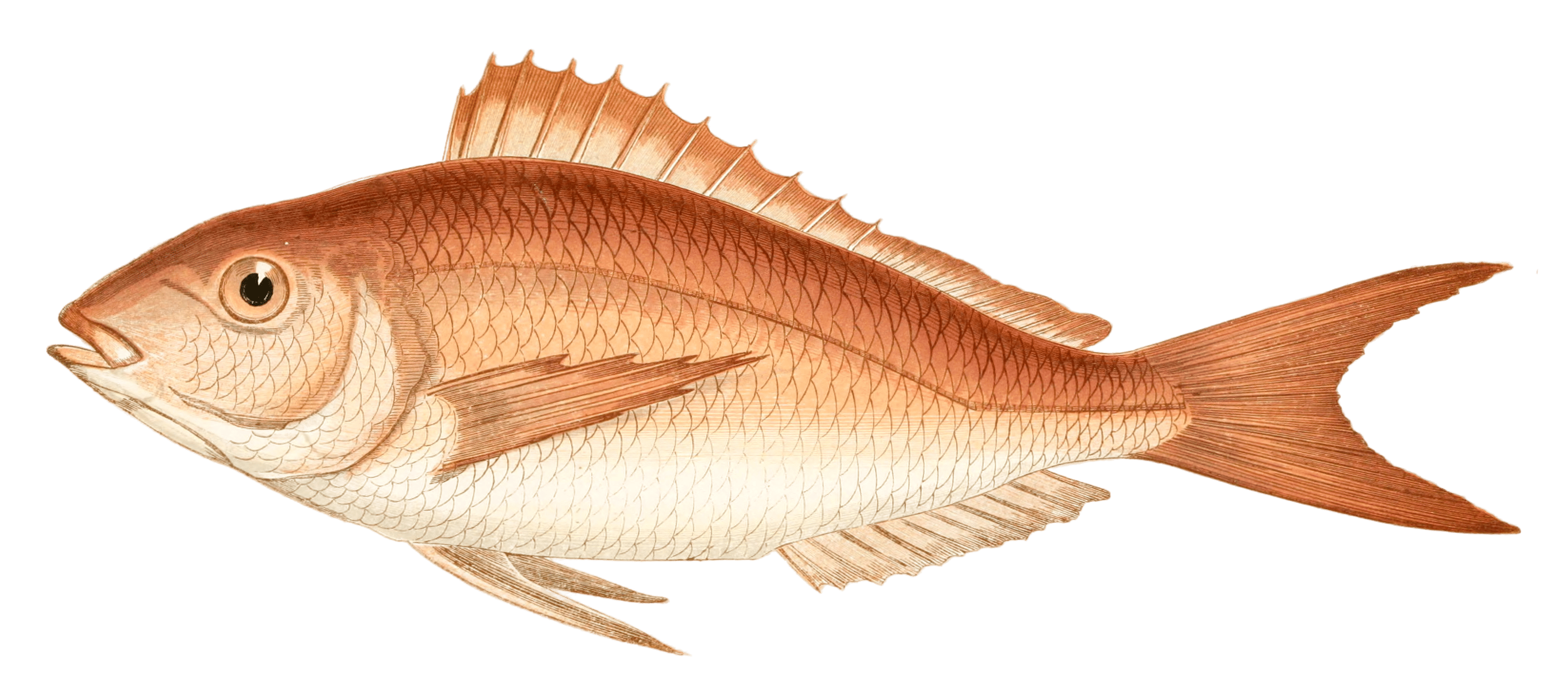 Sea Bream fish Vintage Illustration