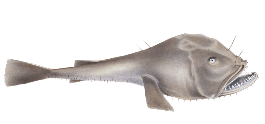 Sea Devil monkfish Lophius Upsicephanus