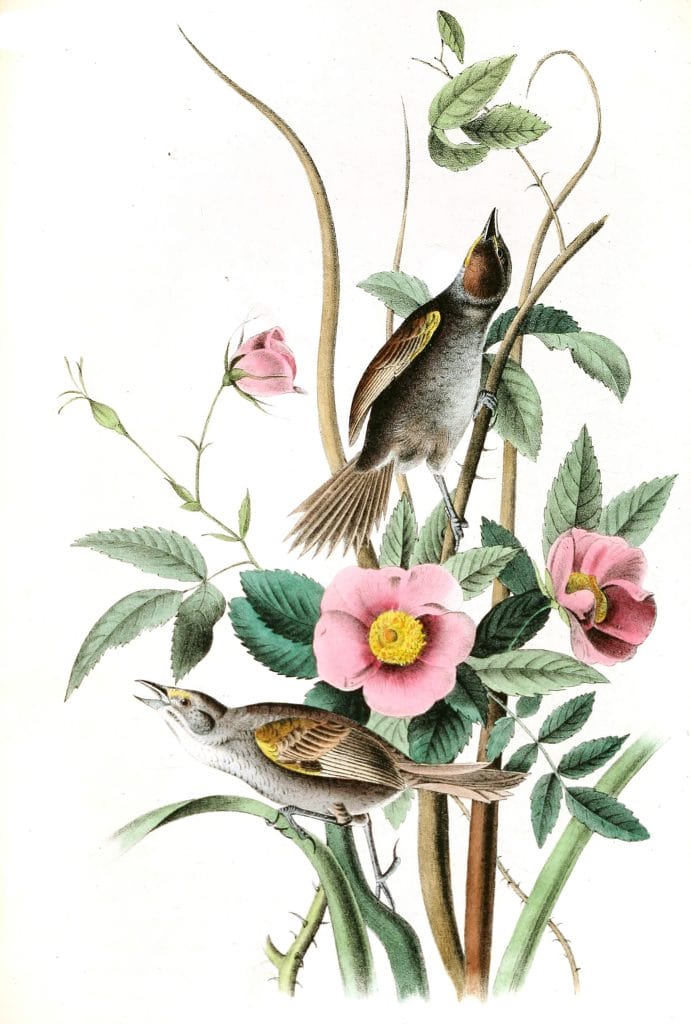 Sea Side Finch Bird Vintage Illustrations