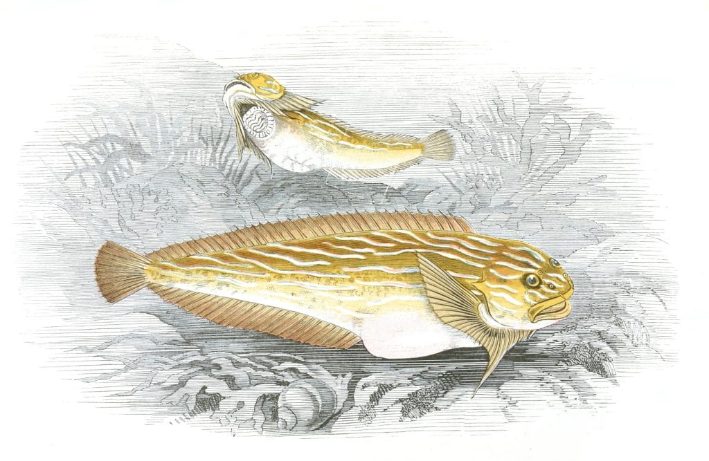 Sea Snail Fish Vintage Illustration