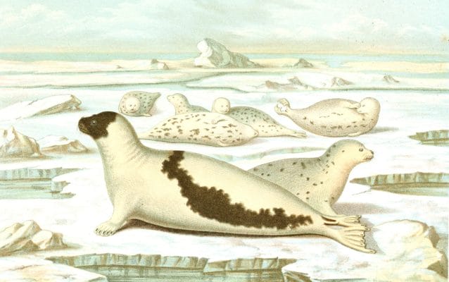 Seals on ice Vintage illustration