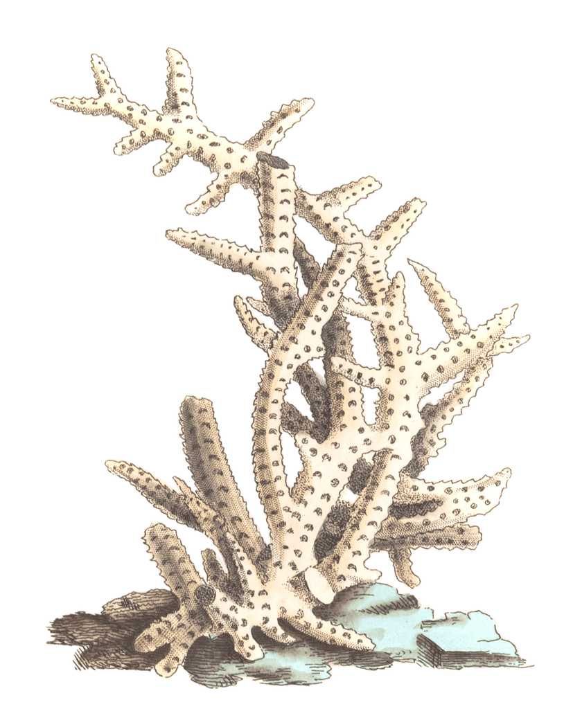 Seriated Madrepore Vintage Coral Illustration