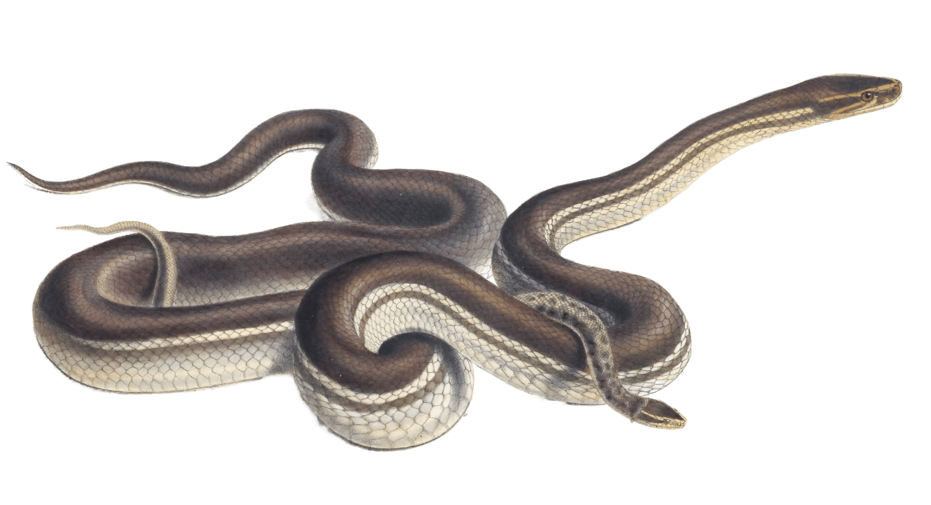 Seychelles house snake Lycodon Geometricus Vintage Illustration