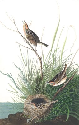 Sharp Tailed Finch Bird Vintage Illustrations