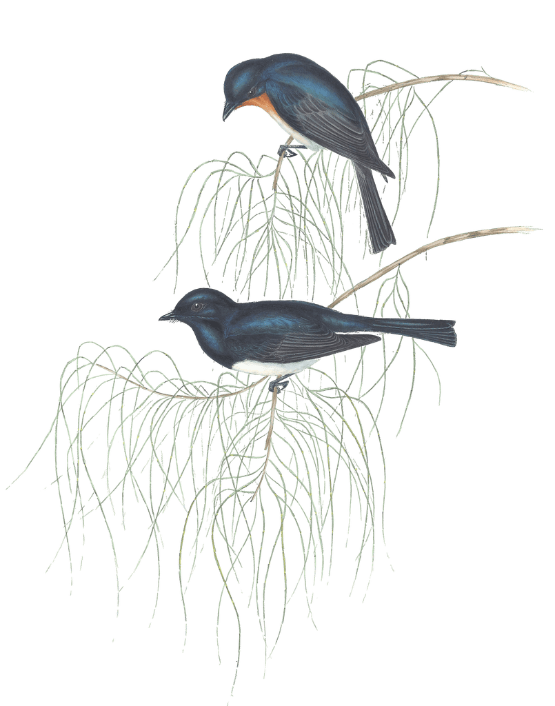 Shining Flycatcher Bird Vintage Illustrations
