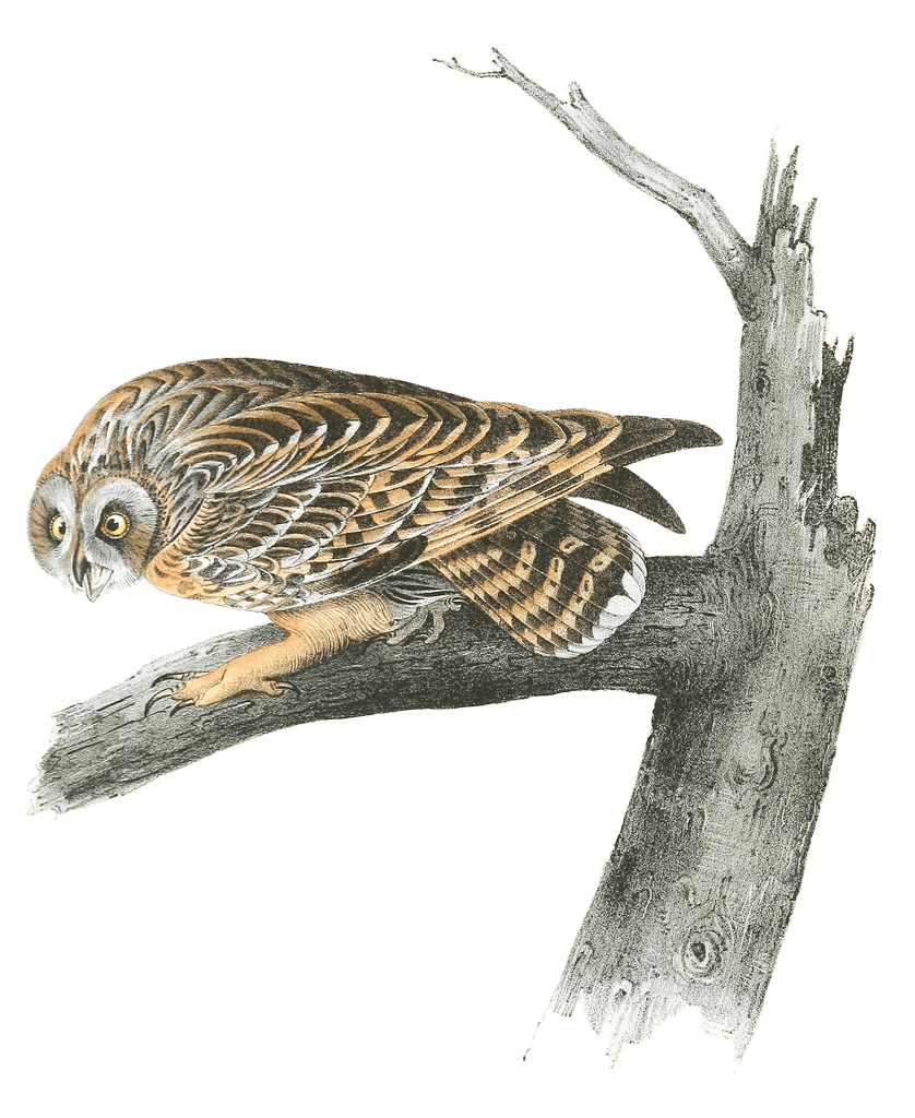 Short Eared Owl Bird Vintage Illustrations