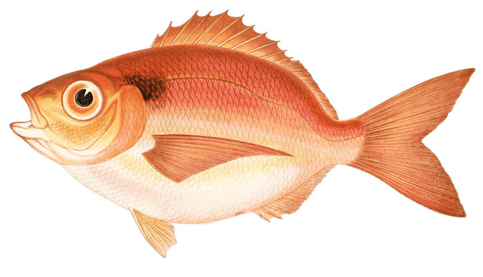 Short Sea Bream Fish Vintage Illustration