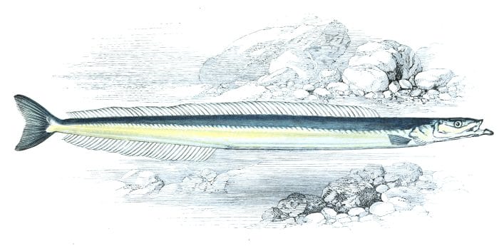 Short Snouted Launce Fish Vintage Illustration