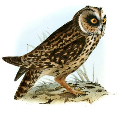 Short eared Owls Otus Galapagoensis