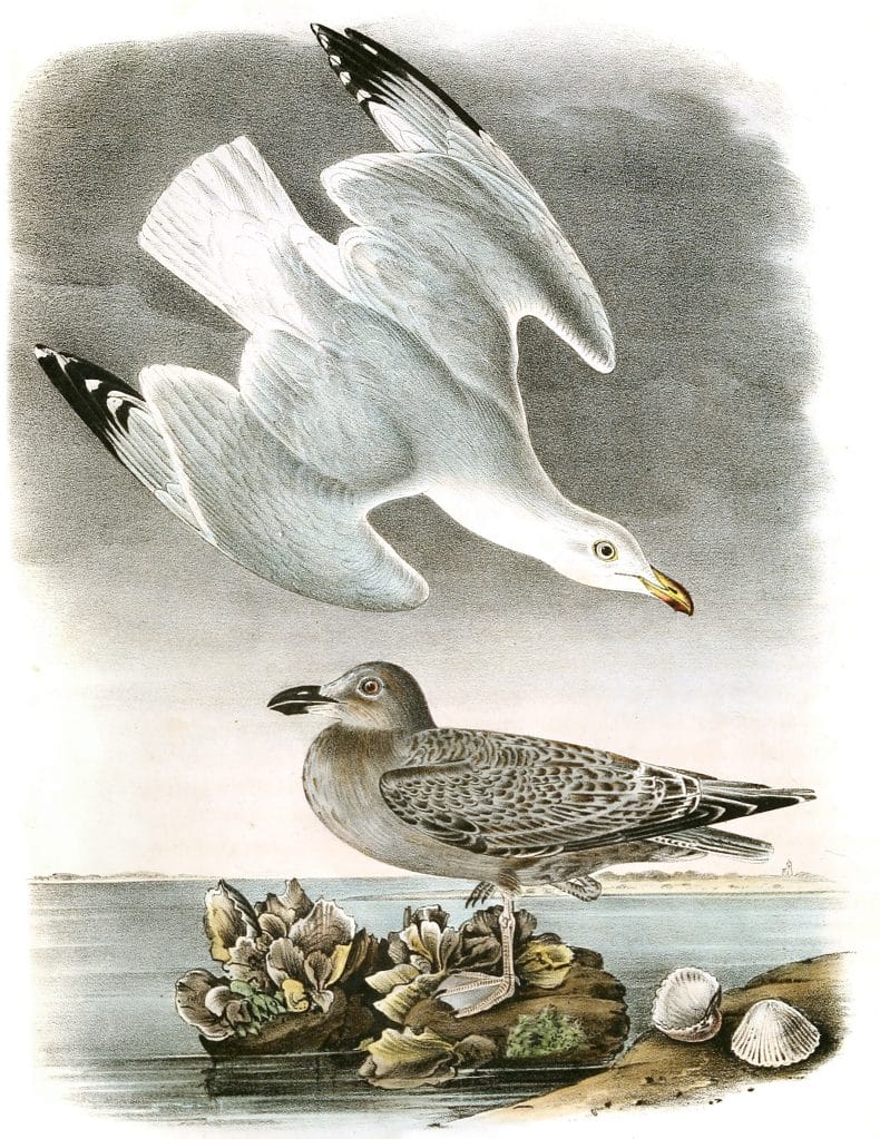 Silvery Gull Bird Vintage Illustrations