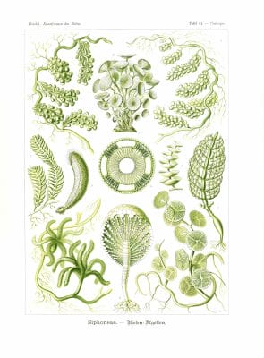 Siphoneae Ernst Haeckel Vintage Sea Creature Illustrations