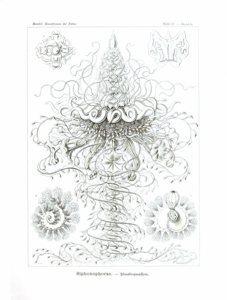 Siphonophorae 2 Vintage Jellyfish Illustration