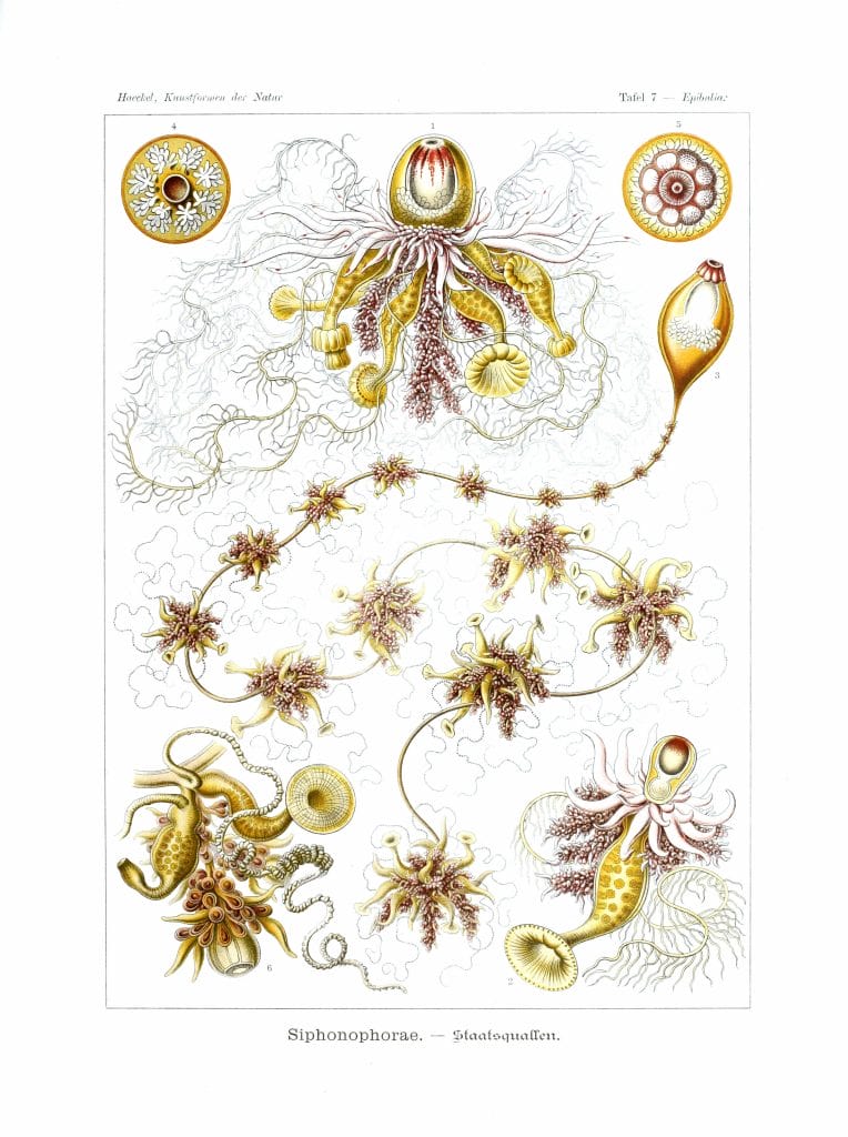 Siphonophorae Vintage Jellyfish Illustration