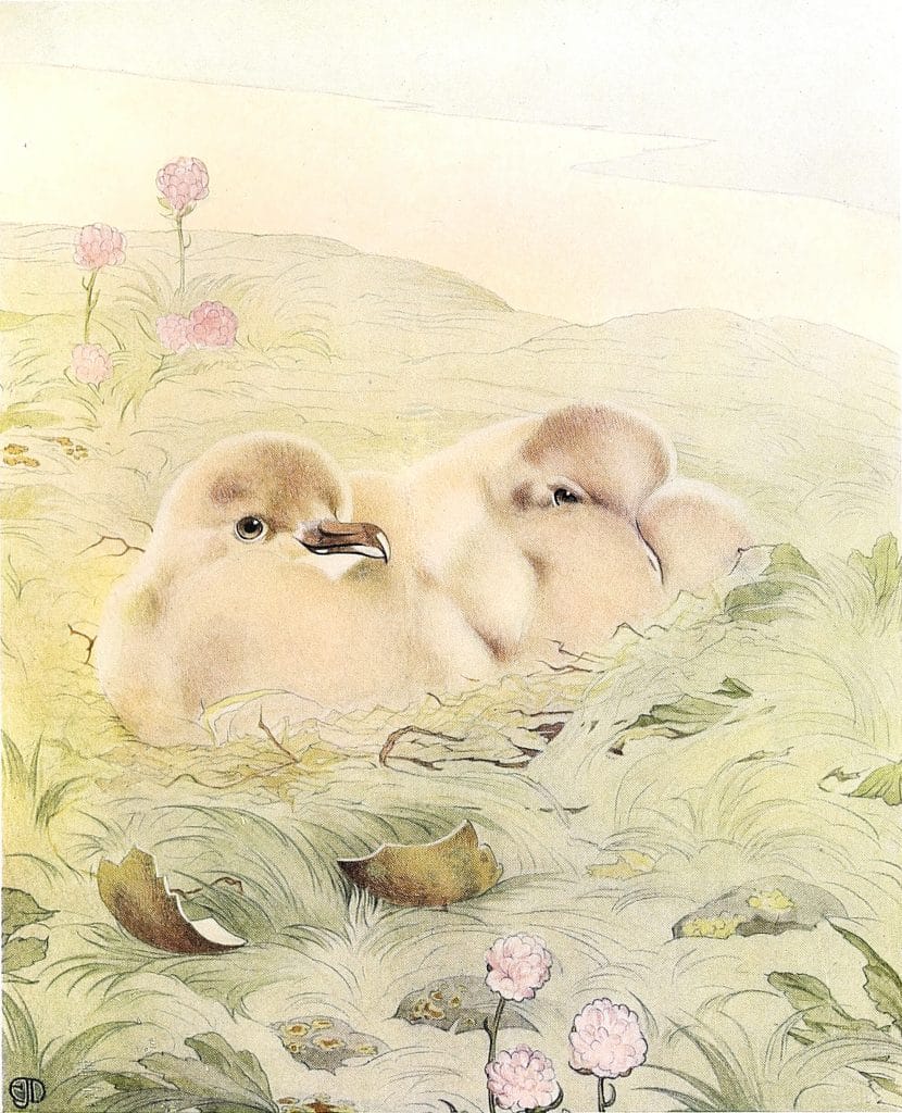 Skua Vintage Baby Bird Illustration
