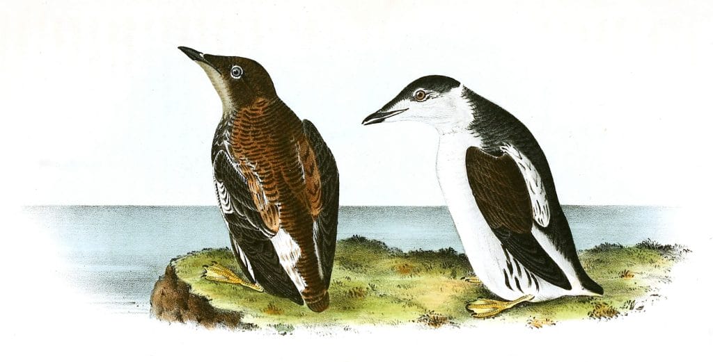 Slender Billed Guillemot Bird Vintage Illustrations