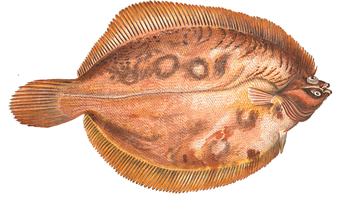 Smear Dab Flounder Fish Vintage Illustration