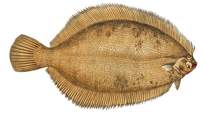 Smear Dab Lemon Sole Fish Vintage Illustration