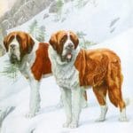 Smooth and Rough St Vintage Illustrations
