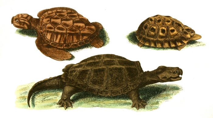 Snap Young loggerhead Turtle Variety of the Clore Vintage Illustration