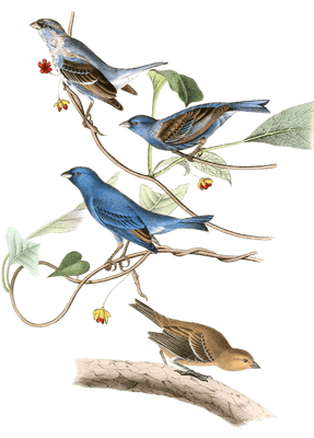 Sndigo Bunting Bird Vintage Illustrations