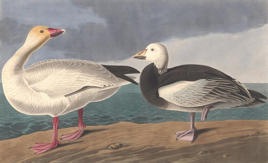 Snow Goose Bird Vintage Illustrations