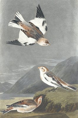 Snow Lark Bunting Bird Vintage Illustrations