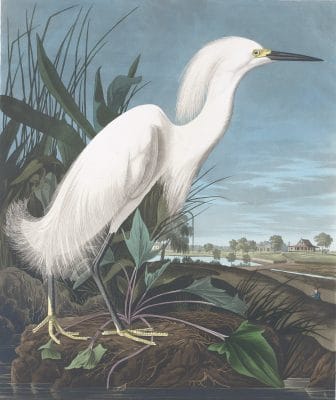Snowy Heron Bird Vintage Illustrations