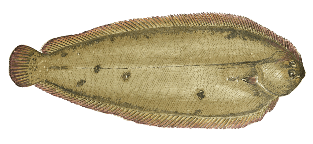 Sole Fish Vintage Illustration