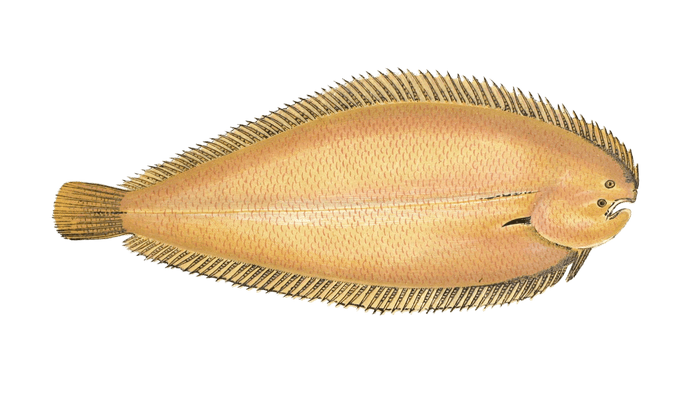 Solenette Fish Vintage Illustration