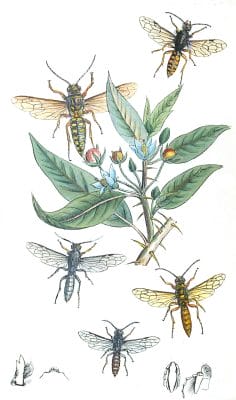 Some Species Op Australian Thynnideous3a Vintage Illustration