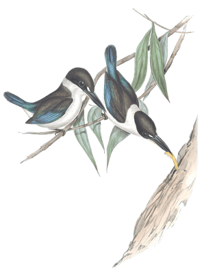 Sordid Halcyon Kingfisher Bird Vintage Illustrations
