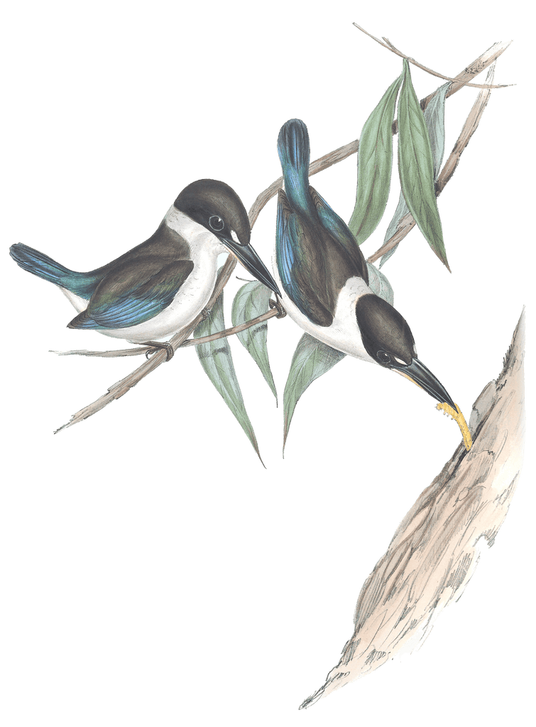 Sordid Halcyon Kingfisher Bird Vintage Illustrations