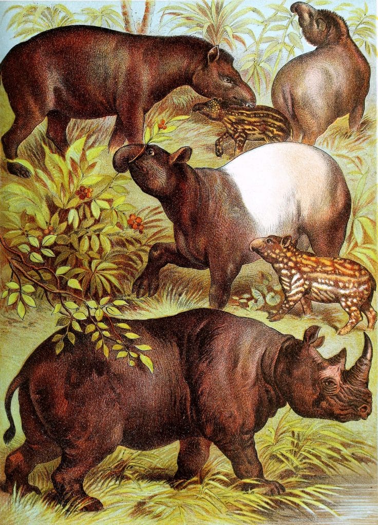 South American Tapir Malayan Tapir and Black Rhinoceros Vintage Illustrations