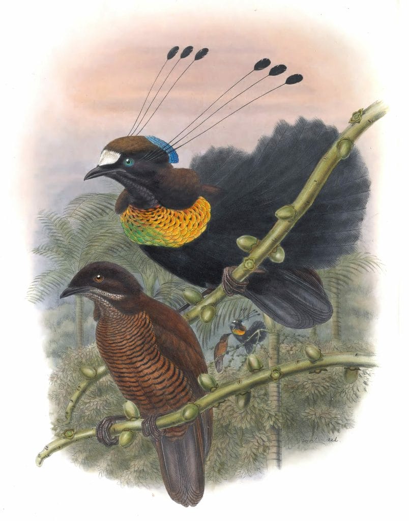 Southern-SIx-Plumed-Bird-Of-Paradise-Parotia-Lawesi-Vintage-Illustration
