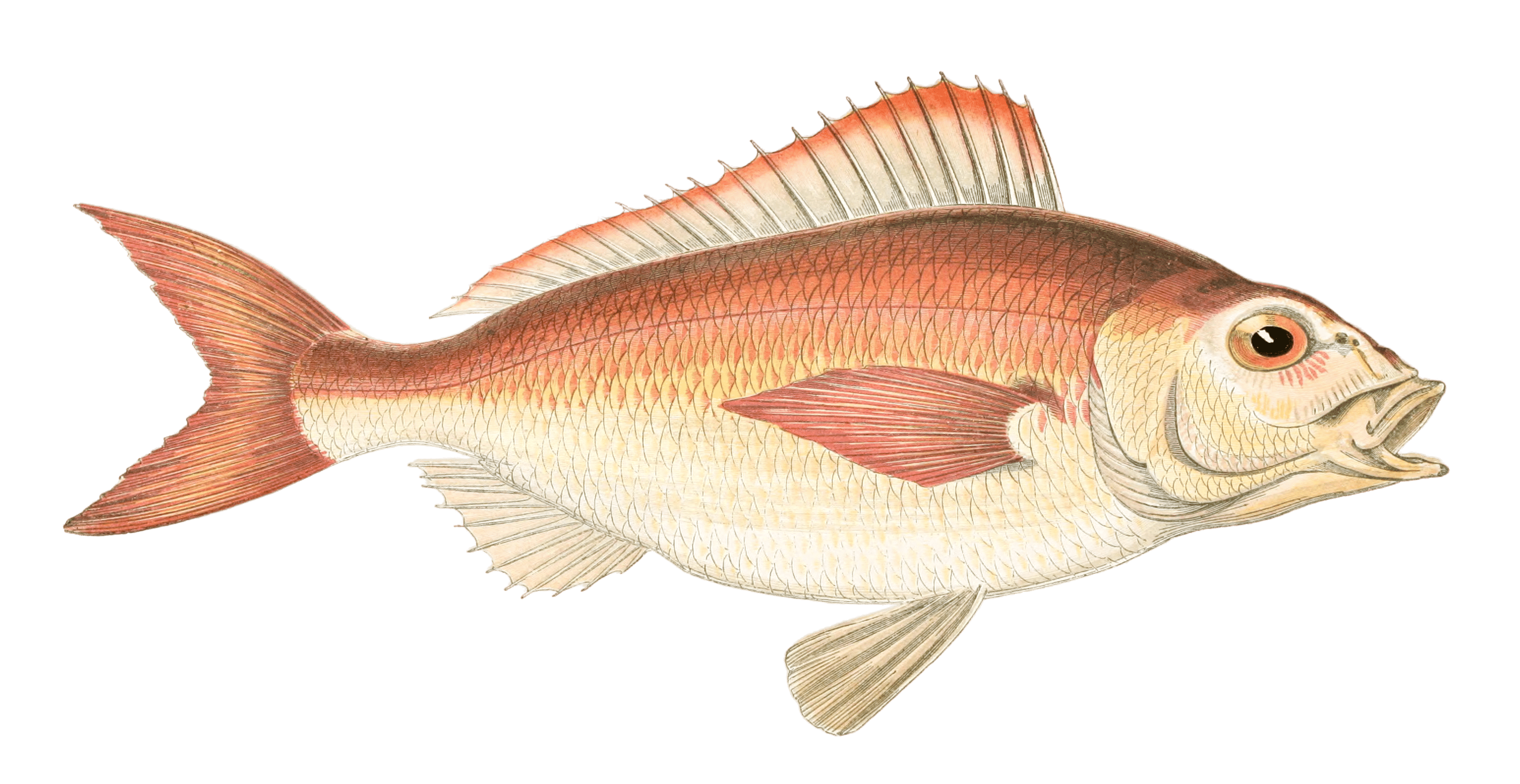 Spanish Bream Fish Vintage Illustration
