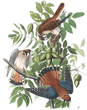 Sparrow Falcon Bird Vintage Illustrations