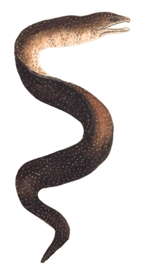 Speckled-Eel-Vintage-Illustration