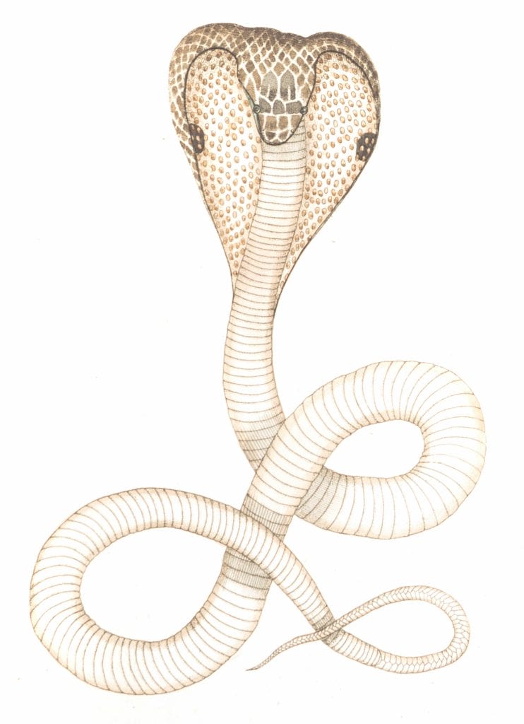 Spectacle-Snake-Vintage-Illustration
