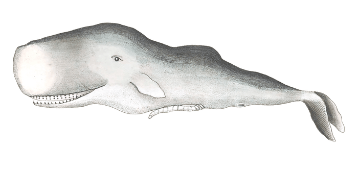Sperm-Whale-Vintage-Illustration