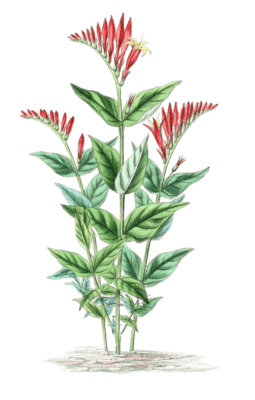 Spigelie-du-Maryland-Spigelia-marilandica