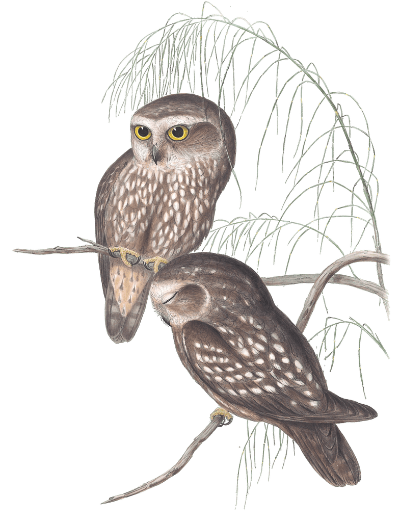 Spotted Owl Bird Vintage Illustrations