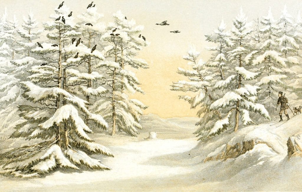 Stalking Capercali in Winter Vintage Hunting illustration