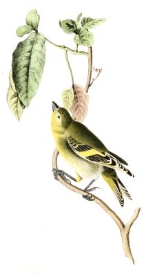Stanley Goldfinch Bird Vintage Illustrations