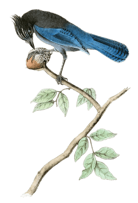 Stellers Jay Bird Vintage Illustrations