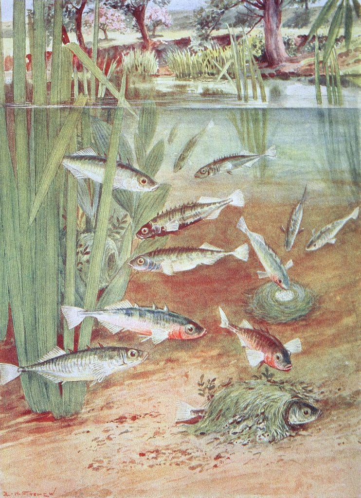 Sticklebacks and their insects Vintage Illustration