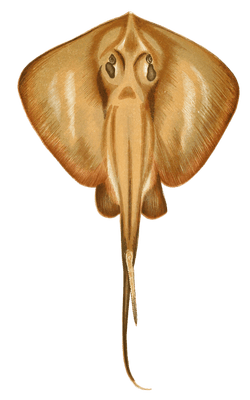 Sting Ray Vintage Illustration