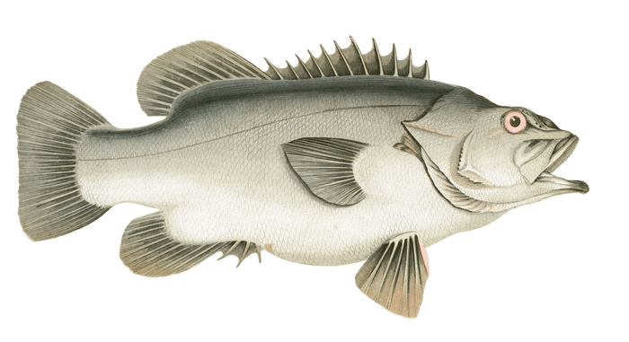 Stone Bass fish Vintage Illustration