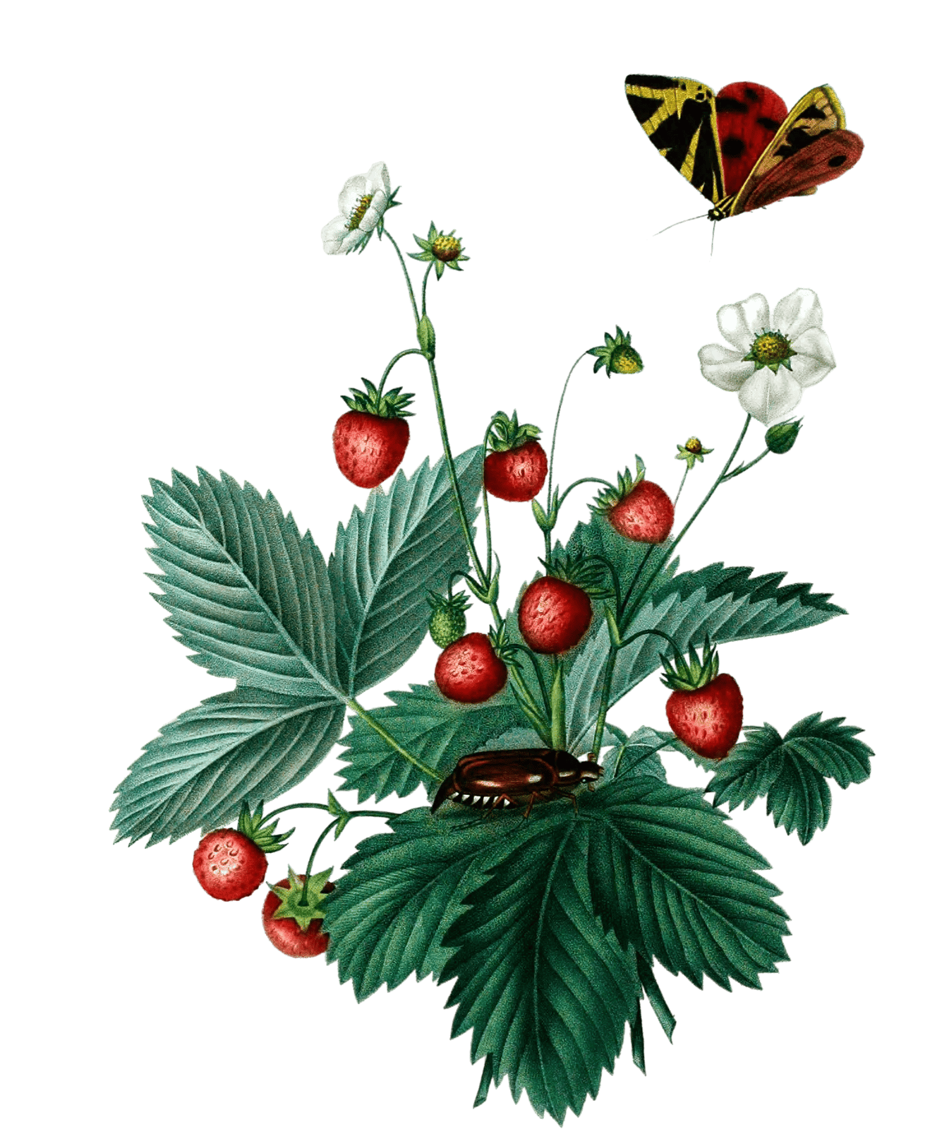Strawberries Fraisis Vintage Fruit Illustration