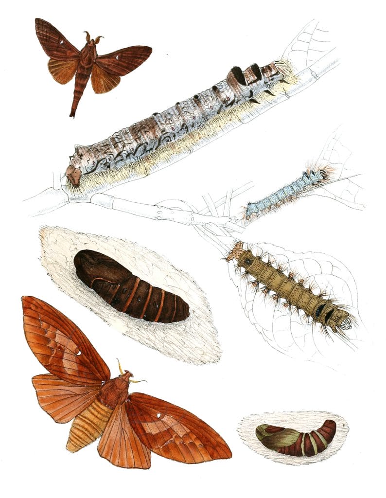 Suana-Bimaculata-Moth-Vintage-Illustration